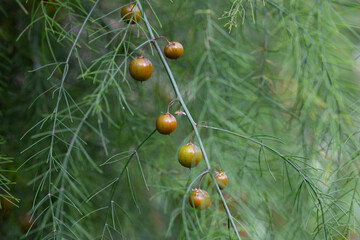 Green leaves of Edible Asparagus, Garden Asparagus or Asparagus Officinalis are growing in the field. Fruits of the Asparagus plant on a branch.