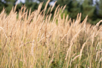 Autumn Wild Grass in Countryside Meadow