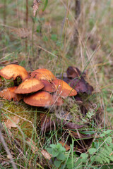 Close up of young Common rustgill Fungi, Gymnopilus penetrans, synonym Gymnopilus sapineus golden-yellow or orange-yellow to brown-yellow, smooth, domed hat in natural environment on a tree stump