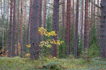 The forest in October. A walk in the depths of the forest in autumn. Deciduous and coniferous trees, natural forest background.