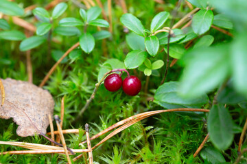 Ripe red lingonberries on a branch in the forest.