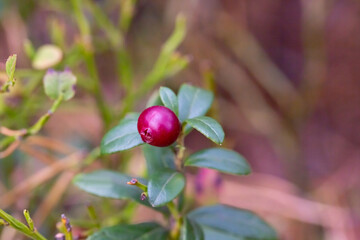 Ripe red lingonberries on a branch in the forest.