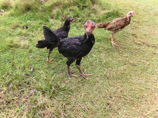 A flock of chicks roamed freely in the meadow.