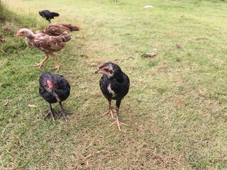 A flock of chicks roamed freely in the meadow.
