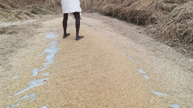 Hand Winnowing the Chaff from rice Grains. Winnowing done after threshing.  Mixture is tossed into the air so that the wind blows away the lighter chaff, while the heavier grains fall back down.