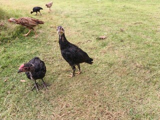 A flock of chicks roamed freely in the meadow.