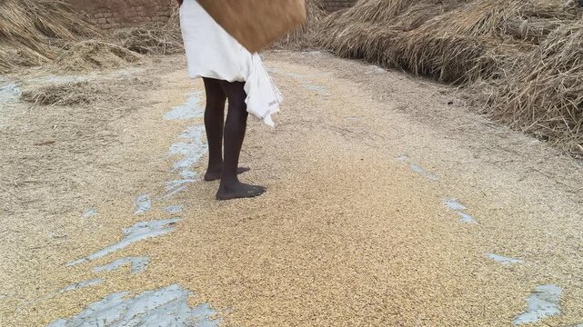 Hand Winnowing the Chaff from rice Grains. Winnowing done after threshing.  Mixture is tossed into the air so that the wind blows away the lighter chaff, while the heavier grains fall back down.