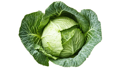 Fototapeta premium Fresh green cabbage, healthy vegetable, leafy produce, organic food ingredient