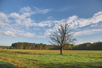 Obraz premium Lonely Tree in Green Meadow Under Blue Sky
