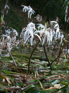 Crinum thaianum, the queen of aquatic plants, is a beautiful and rare aquatic plant found in Ranong and Phang Nga provinces.