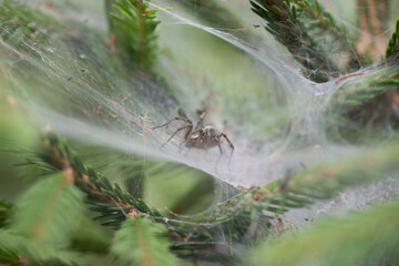 ragno dentro alla sua fitta tela, tra i rami di una giovane conifera