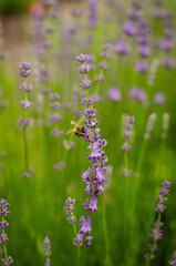Obraz premium bee on lavender