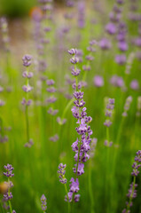 Obraz premium field of lavender