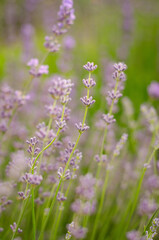 lavender flowers in the field