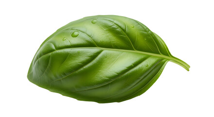 Fresh Green Basil Leaf with Water Droplets isolated PNG with Transparent Background