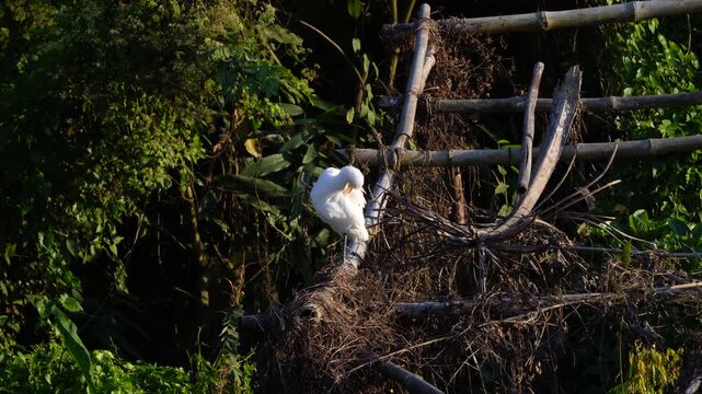 Shot of Cattle Egret or Bubulcus ibis in Assam 2