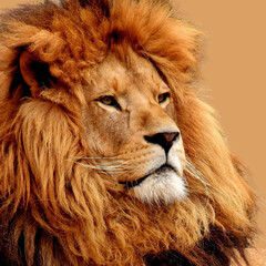 A powerful close-up portrait of a majestic lion king with a golden mane captures the wild feline predator's dangerous face in a stunning wildlife safari nature shot