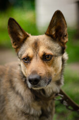 Naklejka premium portrait of a dog