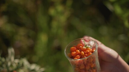 closeup glass goblet filled with golden berries held by woman hand in garden, home cook inspecting fruit for recipe, bright sunlight and leafy green backdrop, handpicked fruit presentation with rustic