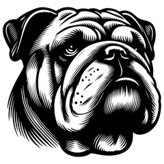 Serious English Bulldog dog head in black and white illustration style