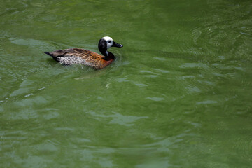 Fototapeta premium The White-faced Whistling Duck is swimming in the river