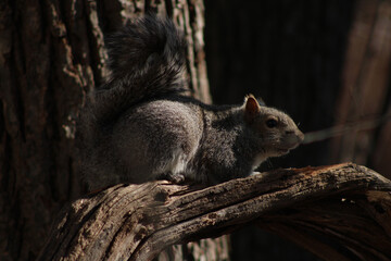 Eastern Gray Squirrel Resting on a Tree Branch in Sunlight