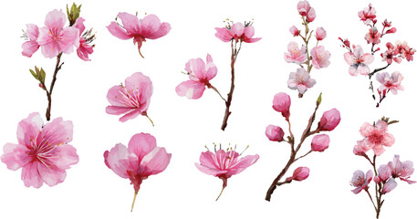 pink magnolia flowers isolated © Abu