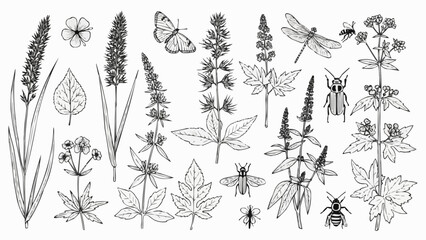 Detailed Botanical Illustrations of Various Plants and Insects. © Ale