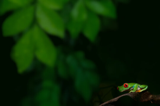 Red-eyed tree frog resting on a branch in a dark Amazon tropical rainforest, vibrant green skin and striking red eyes creating dramatic wildlife contrast with copy space, exotic pet