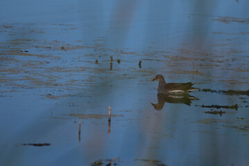 Common Gallinule (Common Moorhen) on the wetlands viewed through the reeds