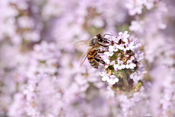 Abeille domestique sur le Thym © Dreams 14