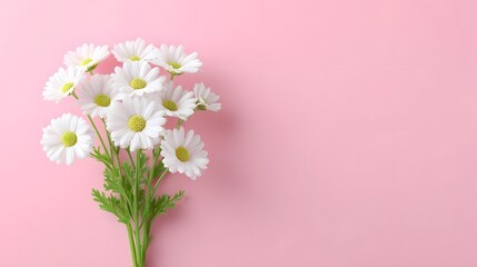 Fototapeta premium A studio shot features a delicate bouquet of white daisies showcasing their white petals and green centers set against a soft solid pink background for a minimalist and elegant presentation