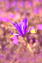 L'Iris une fleur emblematique