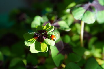 Ladybird on leaf © Carina