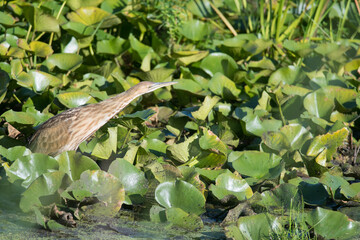 American Bittern with their neck outstretched
