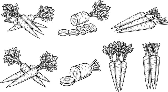 Hand drawn vintage carrot set with whole sliced and bunched vegetables in engraved woodcut style for organic food design