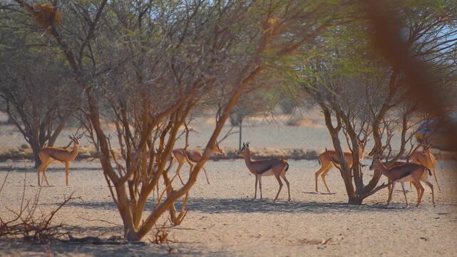 Footage of a herd of wild Arabian gazelles (Gazella arabica) standing and resting under the shade of acacia trees in a dry, sandy environment in the Wadi Bani Khalid region of Oman.