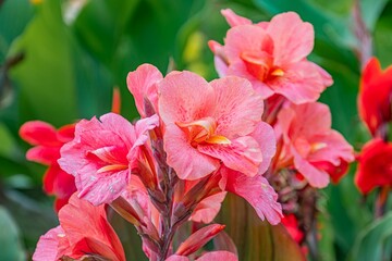 Close-up view of overlapping vibrant pink flowers, showcasing depth and texture Detailed petal patterns highlighted by soft lighting against a blurred background suggesting other vegetation No text