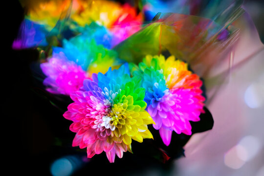 レインボー菊 Images – Browse 33 Stock Photos, Vectors, and Video