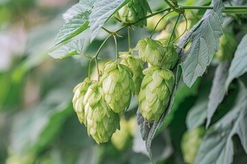 Fototapeta premium Close-up of several green hop cones on a vine, soft lighting with subtle color gradients, outdoor setting a