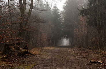 Obraz premium One person walkin in the winter forest by low temperatures