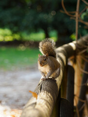Autumn at Parco Sempione, Milan: a squirrel