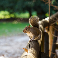 Autumn at Parco Sempione, Milan: a squirrel