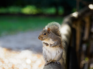 Autumn at Parco Sempione, Milan: a squirrel