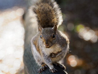 Autumn at Parco Sempione, Milan: a squirrel