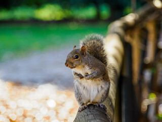 Autumn at Parco Sempione, Milan: a squirrel