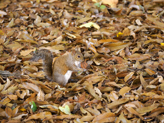 Autumn at Parco Sempione, Milan: a squirrel