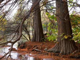 Autumn at Parco Sempione, Milan