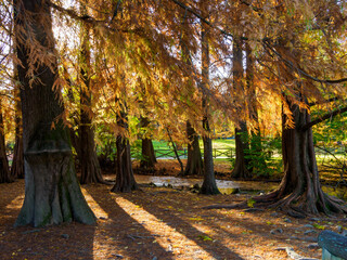Autumn at Parco Sempione, Milan