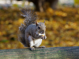 Autumn at Parco Sempione, Milan: a squirrel